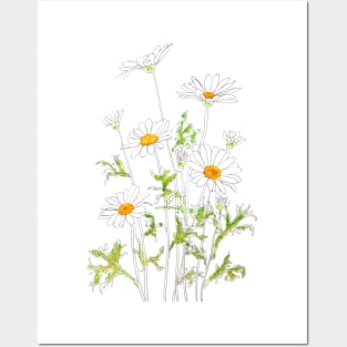 white Margaret daisy ink and watercolor Posters and Art